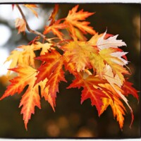 A Maple tree takes on variegated colors of red, orange and yellow for Fall in Pinetop on October 18, 2015.
