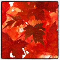 A Maple tree takes on bright red and pink colors for Fall in Pinetop on October 18, 2015.